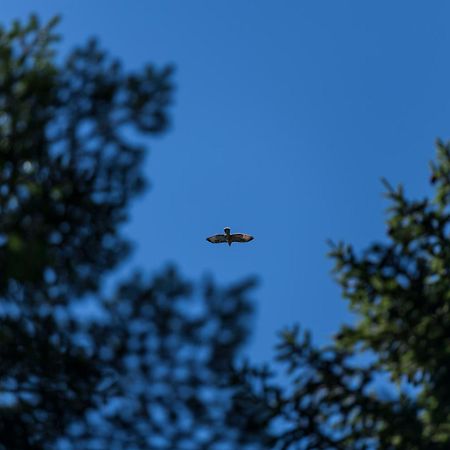 Chalet Anra Pohorje Zgornje Hoce Εξωτερικό φωτογραφία
